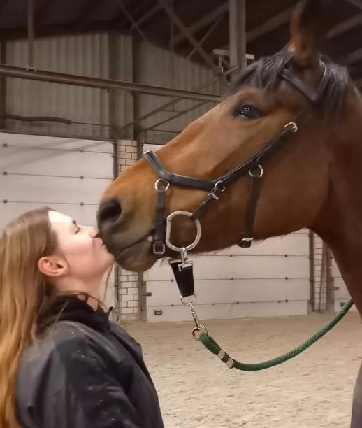 Leasepaard/ bruikleenpaard gezocht, Jument