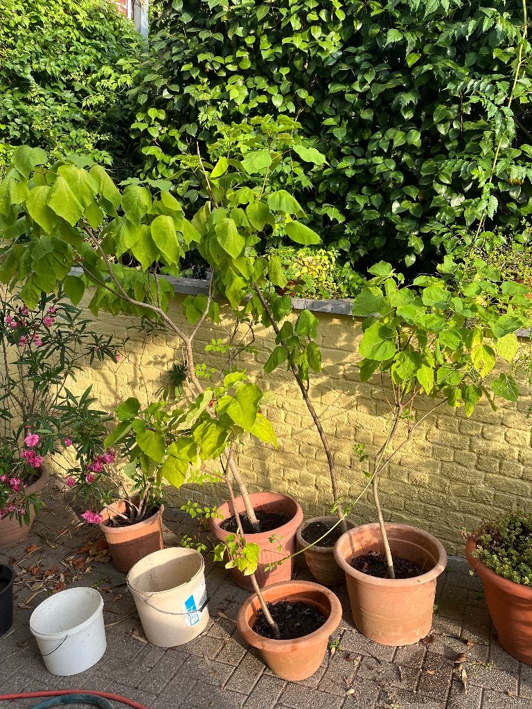 Catalpa trompetboom, Jardin & Terrasse, Plantes | Arbres, Enlèvement, En pot