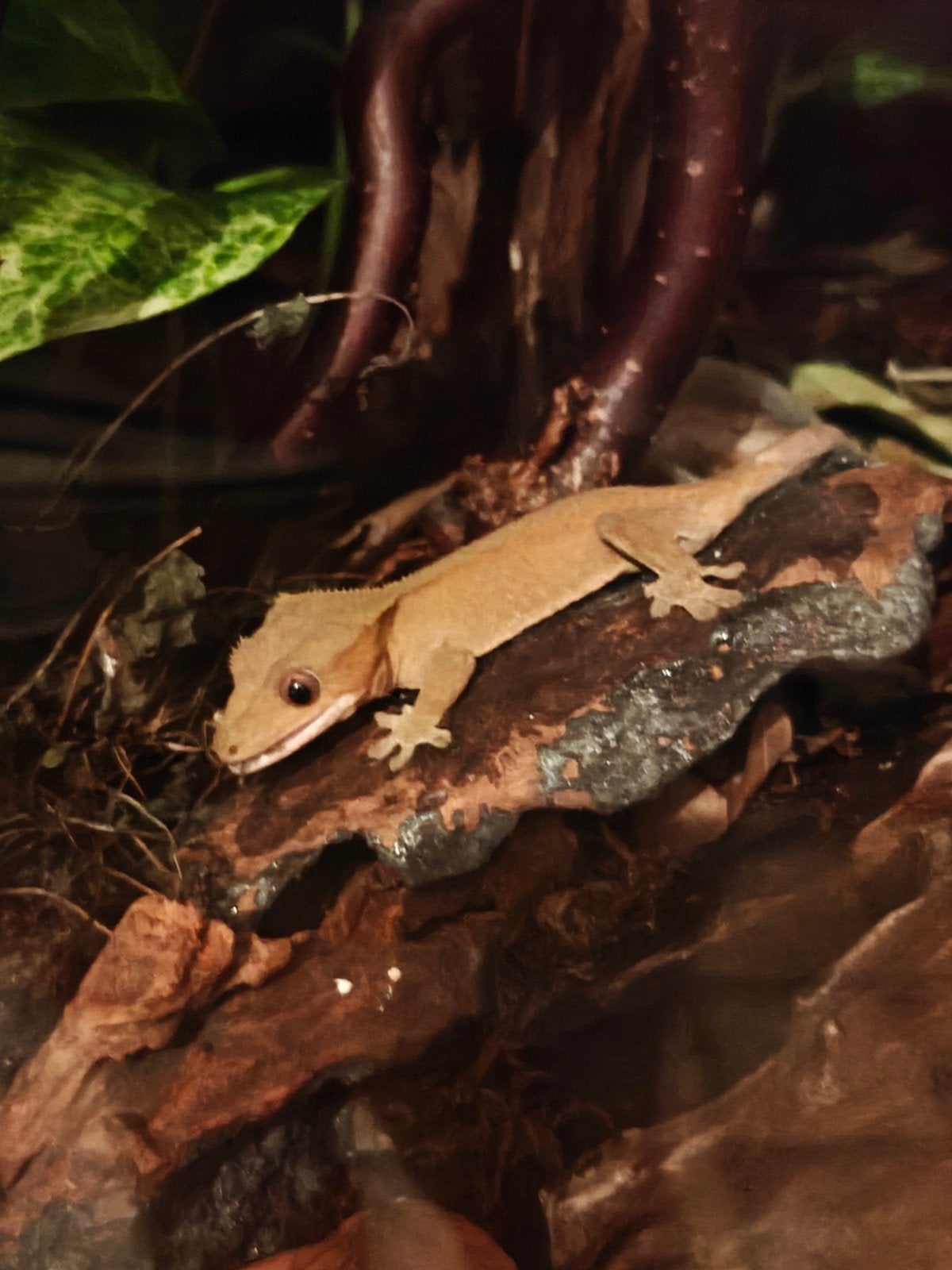 Jonge wimpergekko's, Dieren en Toebehoren, Overige soorten, Tam, 0 tot 2 jaar