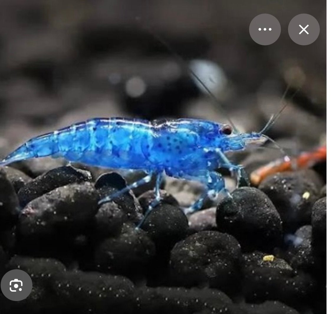 Zoetwatervis, Poisson d'eau douce