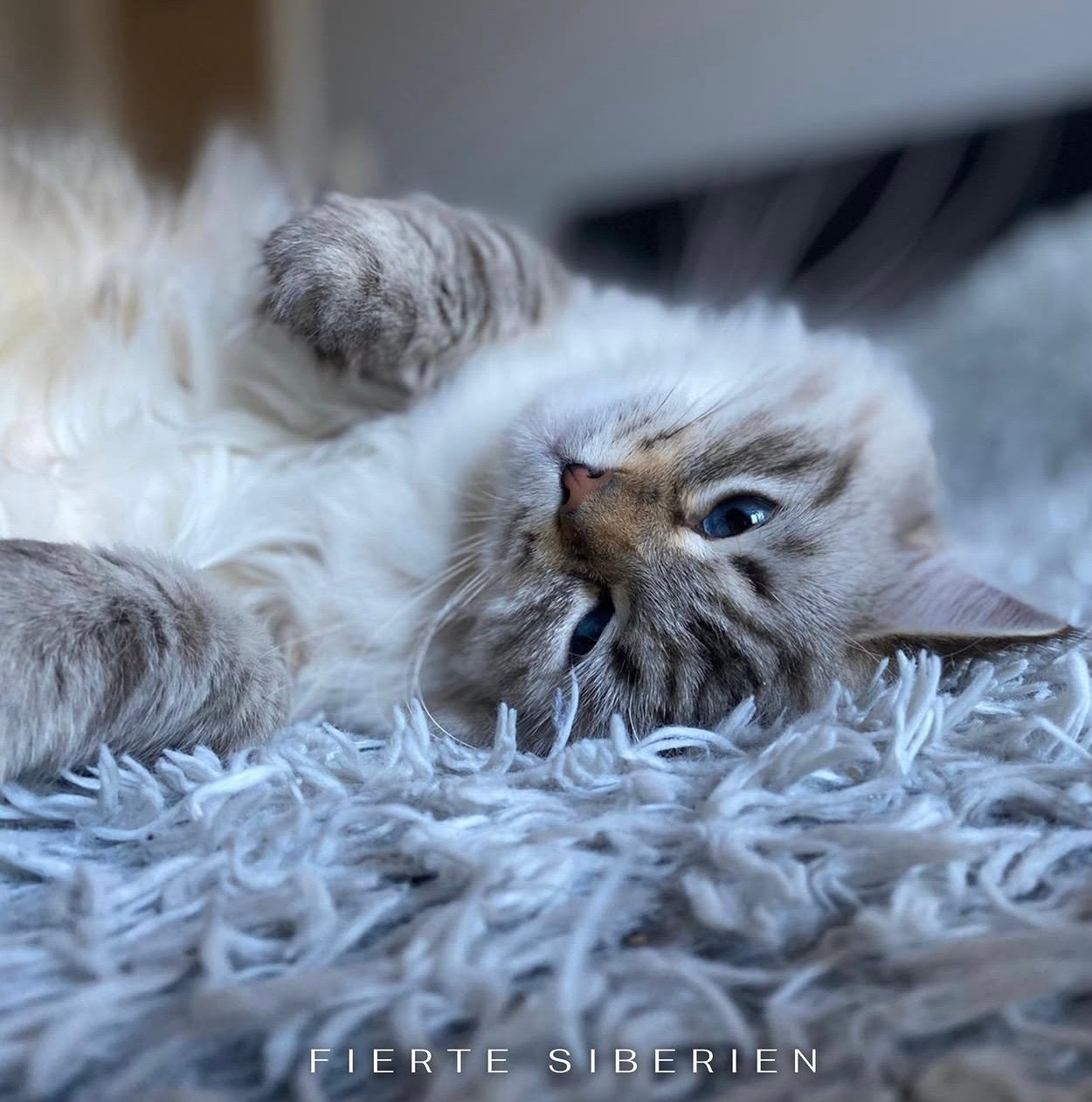 Siberische kat te koop, Animaux & Accessoires, Chats & Chatons | Chats de race | Poil long, Chatte ou Chat, 0 à 2 ans, Vermifugé