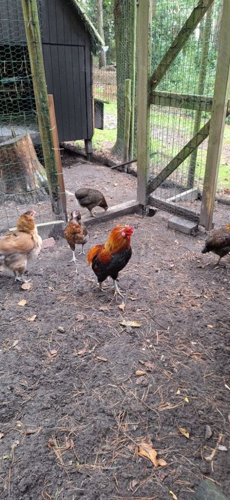Toom Araucana's bolstaart, Meerdere dieren, Kip
