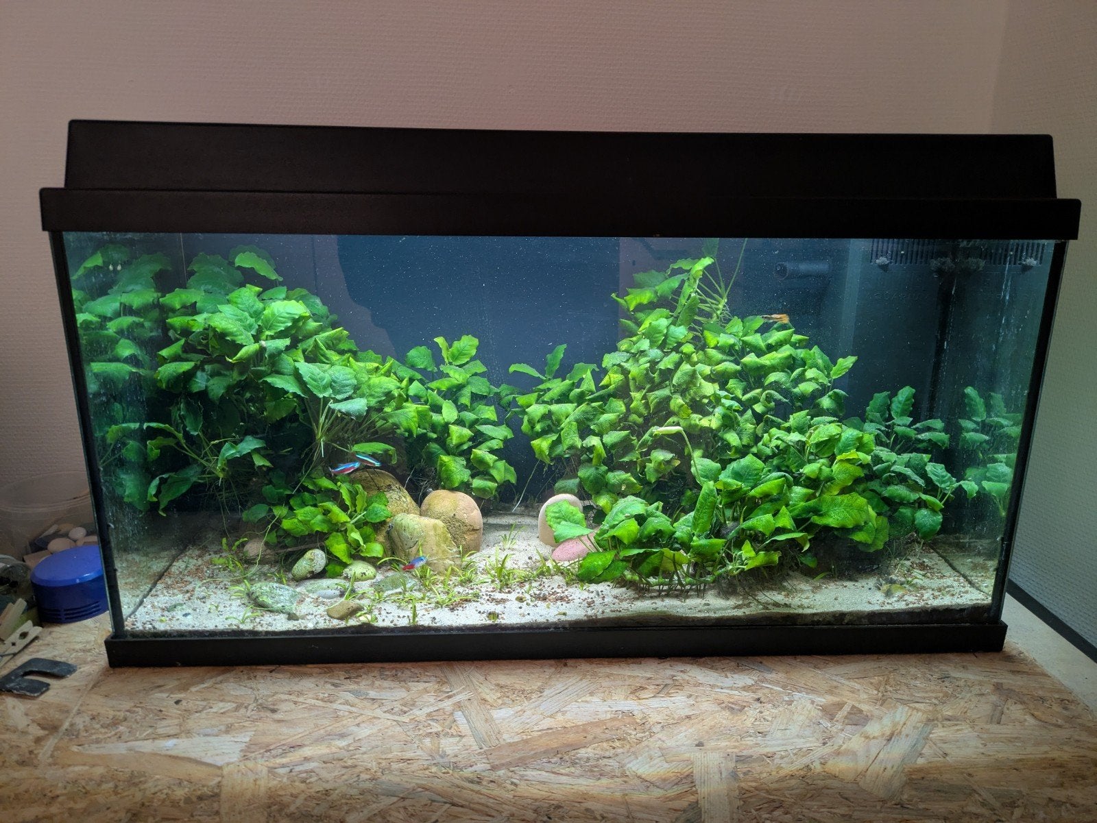 Aquarium Juwel 110, Ophalen, Gebruikt, Juwel, Pomp