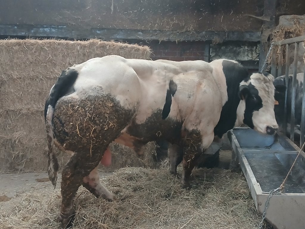 dekstier dekstieren springstier