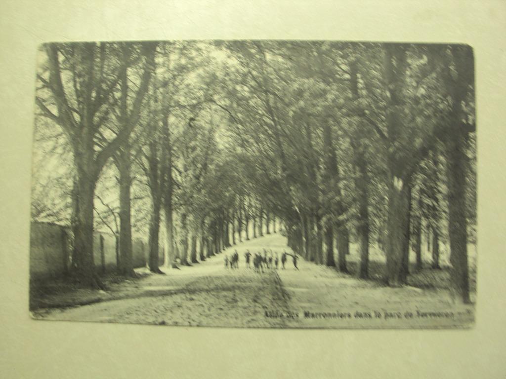 55342 - TERVUEREN - ALLEE DES MARRIONNIERS DANS LE PARC, Verzenden