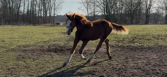 Zirocco Bleu x Tangelo x Quidam - 1 ans, Moins de 160 cm, Avec pedigree, 0 à 2 ans, Cheval de saut