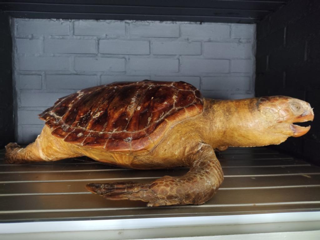 Opgezette schildpad 70 cm lang 90 jaar oud, Enlèvement