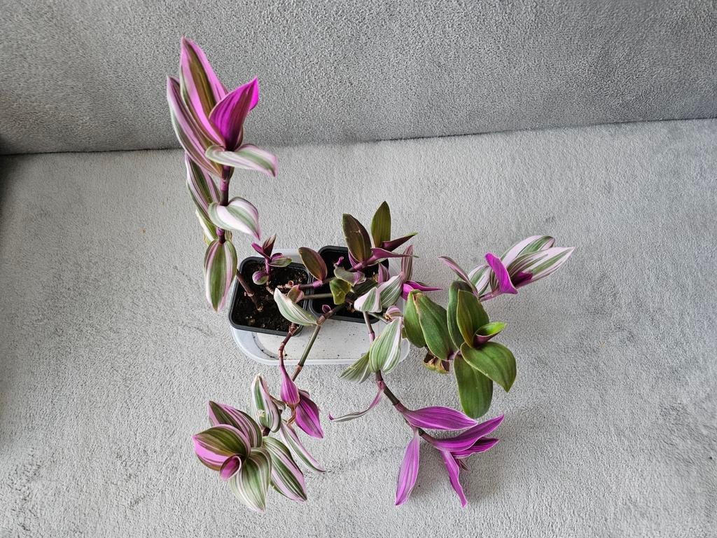 Lot 2 tradescantia nanouk, Huis en Inrichting, Kamerplanten, Ophalen of Verzenden