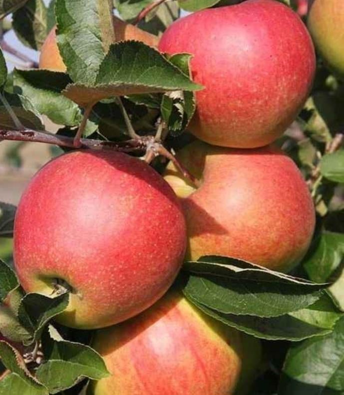 Pommier, Tuin en Terras, Planten | Fruitbomen, Ophalen of Verzenden, Appelboom