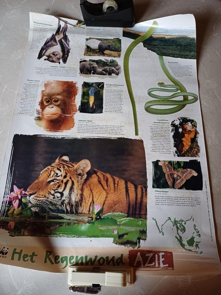 Posters Het regenwoud ( 4 stuks ), Ophalen, Zo goed als nieuw