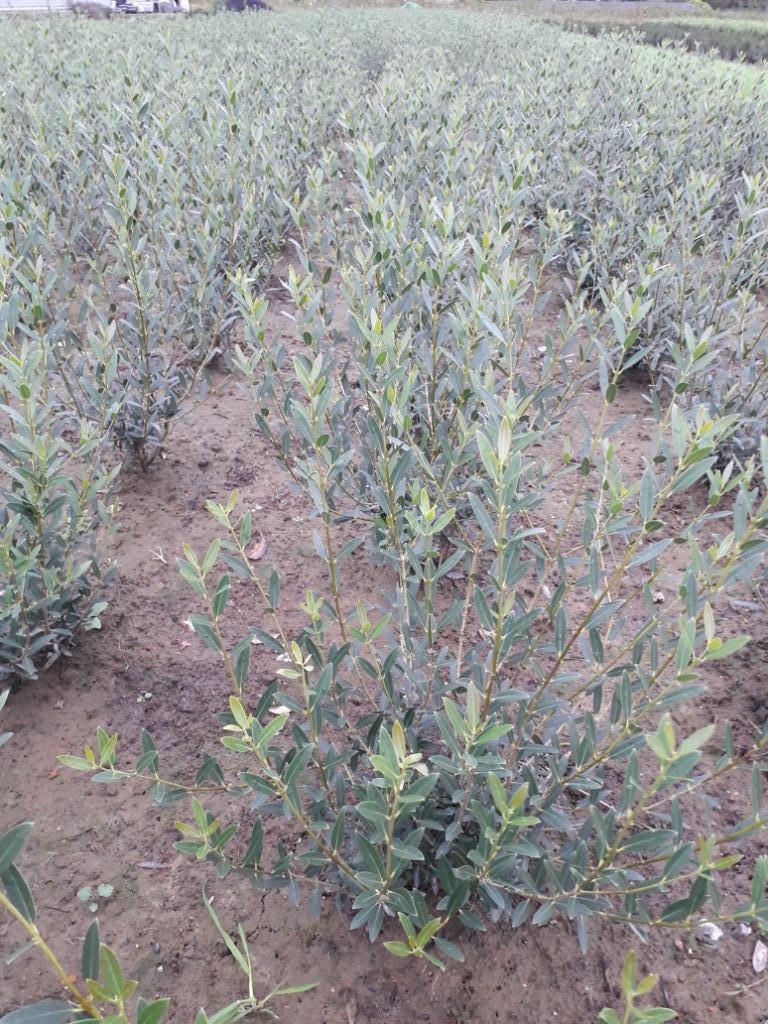 Phillyrea angustifolia/steenlinde, Enlèvement
