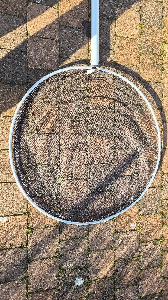 koinet, Dieren en Toebehoren, Vissen | Vijvervissen, Overige soorten