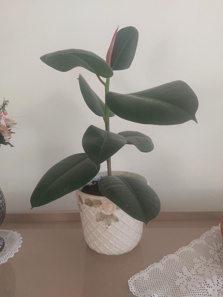 Belle plante à caoutchouc (Ficus Elastica) avec pot blanc -, Enlèvement, Ficus, En pot