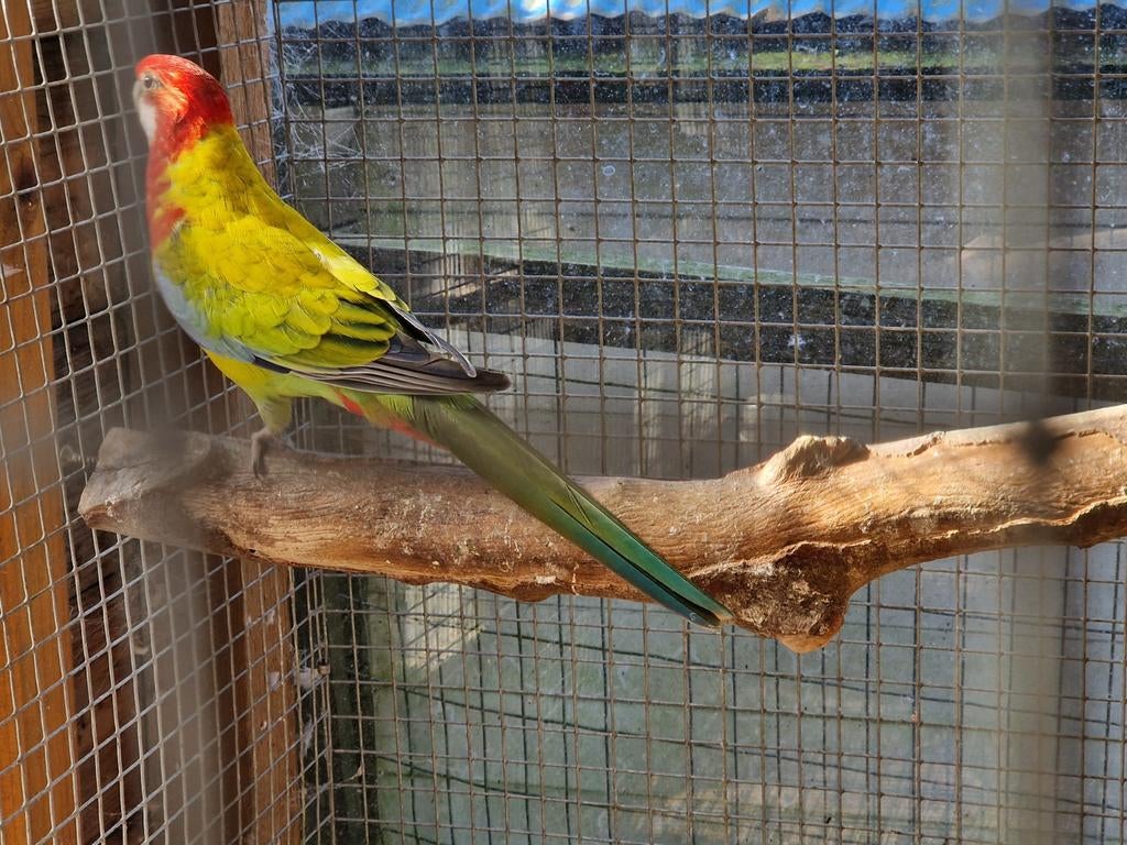 Pop rosella golden gold