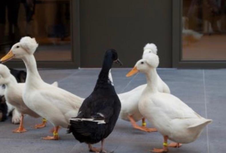 Kuif eenden gezocht evt ruilen tegen smaragd eenden koppel, Plusieurs animaux, Oiseau chanteur sauvage