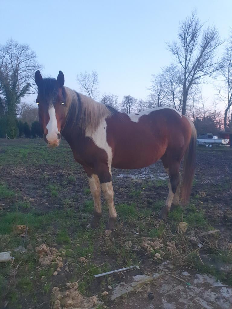 Ter dekking, Dieren en Toebehoren, Paarden