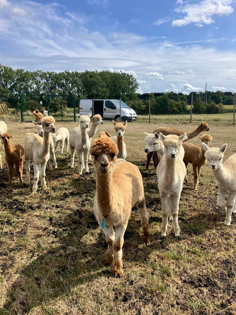 diverse alpaca merries veulens en hengsten te koop, Juin, Plusieurs animaux