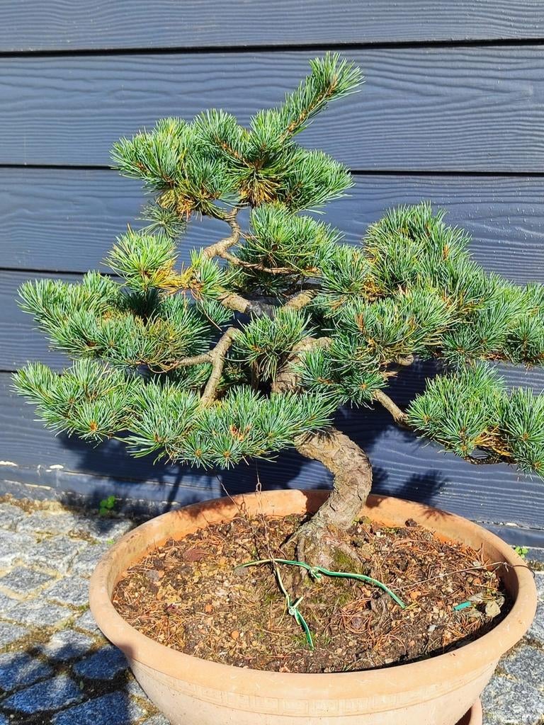bonsaï parfivlora, Enlèvement, En pot