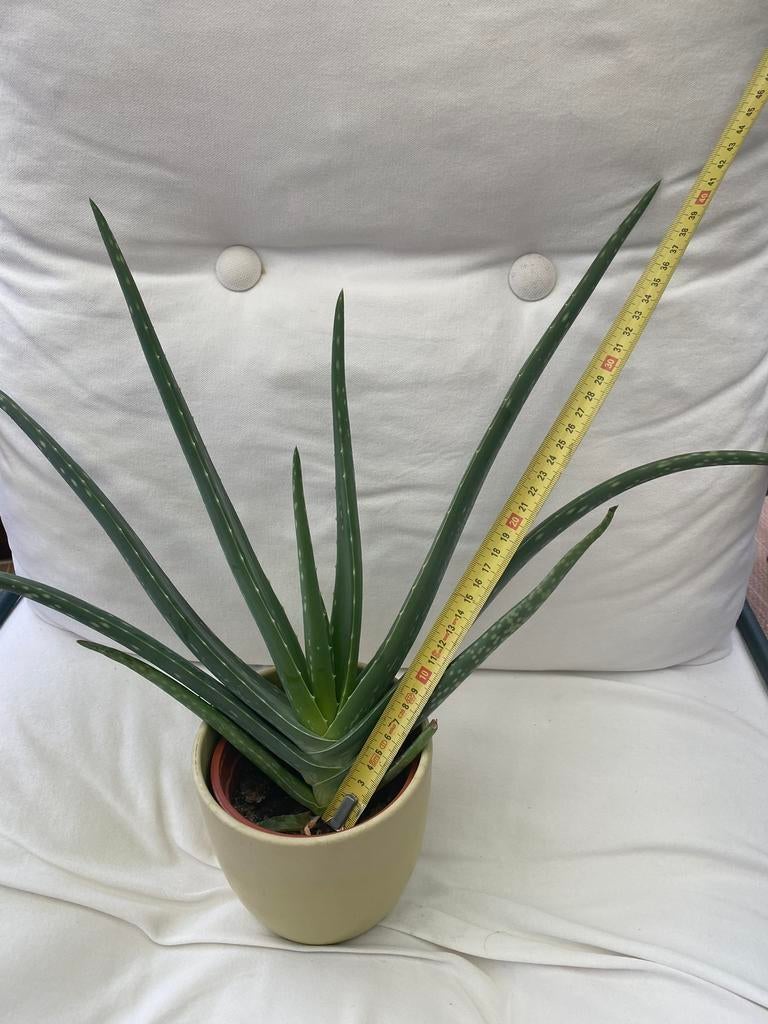 Diverses Aloes veras