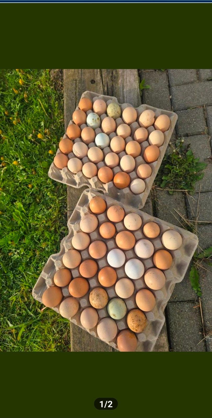 BIO eieren