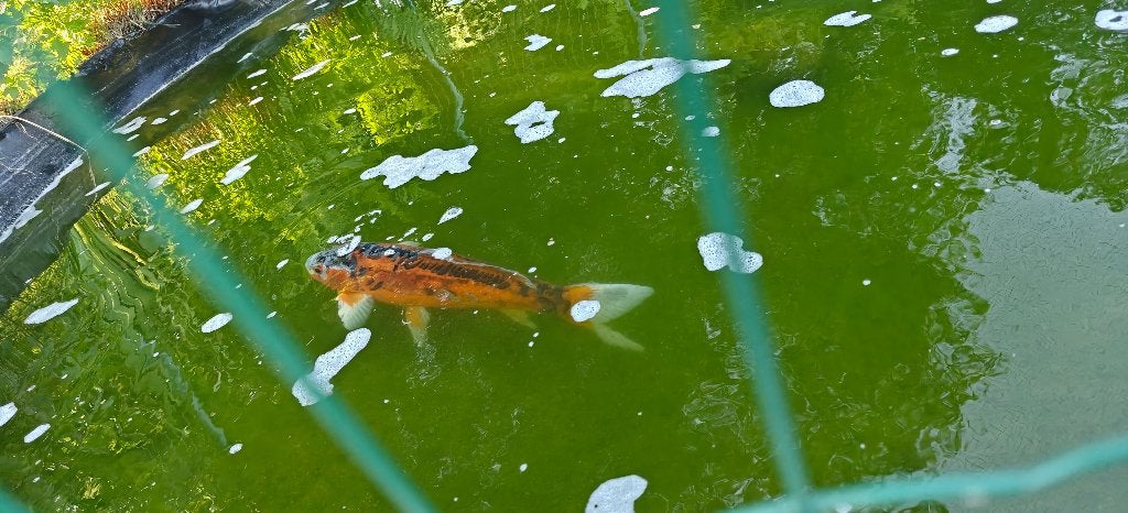 Bassin à carpes koï complet, Jardin & Terrasse, Enlèvement, Utilisé, Autres types