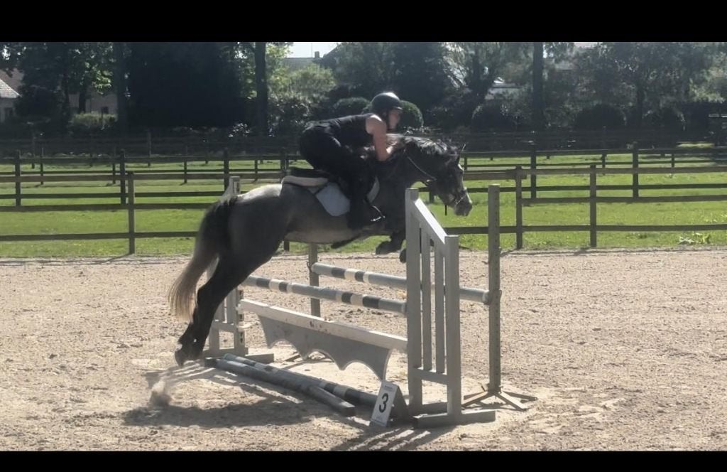 super brave , pony, Met stamboom, B, Springpony, Hengst