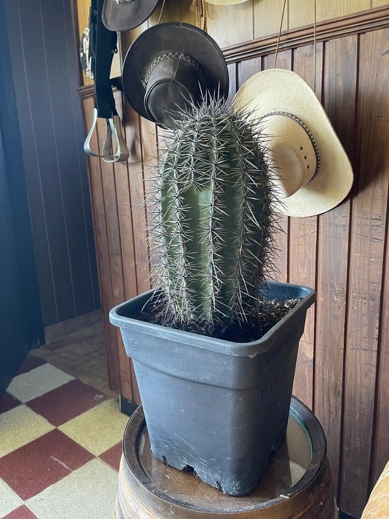 Saguaro cactus (de echte), Huis en Inrichting, Kamerplanten, Ophalen, Minder dan 100 cm, In pot, Cactus