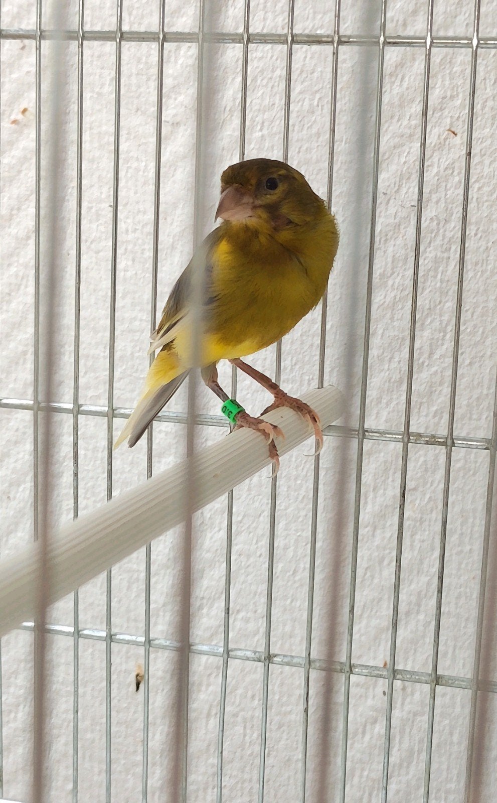 mâle canari 2026 20€, Animaux & Accessoires, Oiseaux | Cages & Volières, Enlèvement