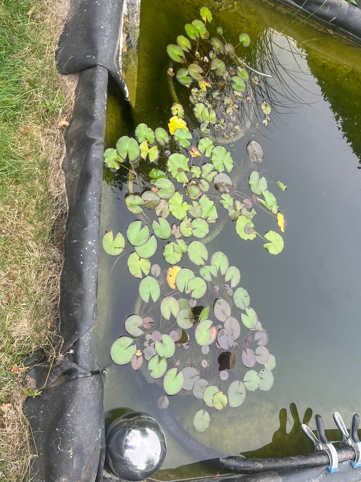 Water lelies, Tuin en Terras, Ophalen, Zo goed als nieuw