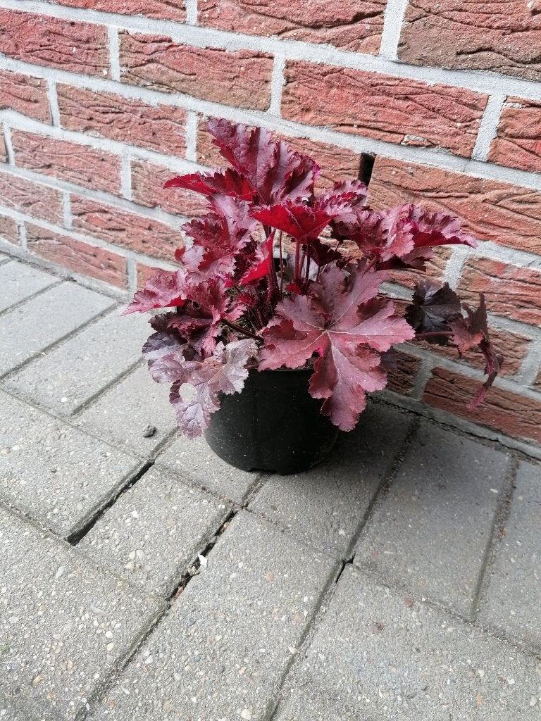 heuchera purper, Ophalen, Bodembedekkers, Vaste plant, Halfschaduw