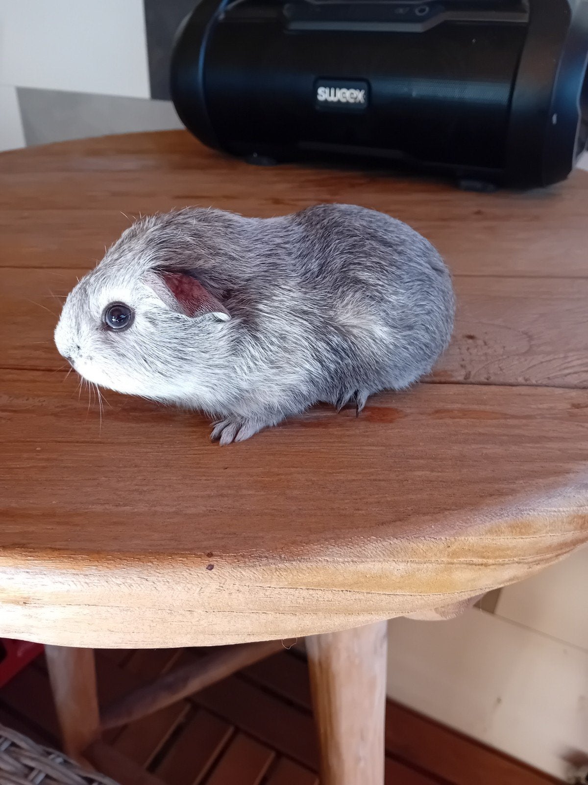 prachtige cavia beertjes, Dieren en Toebehoren, Juli, Cavia