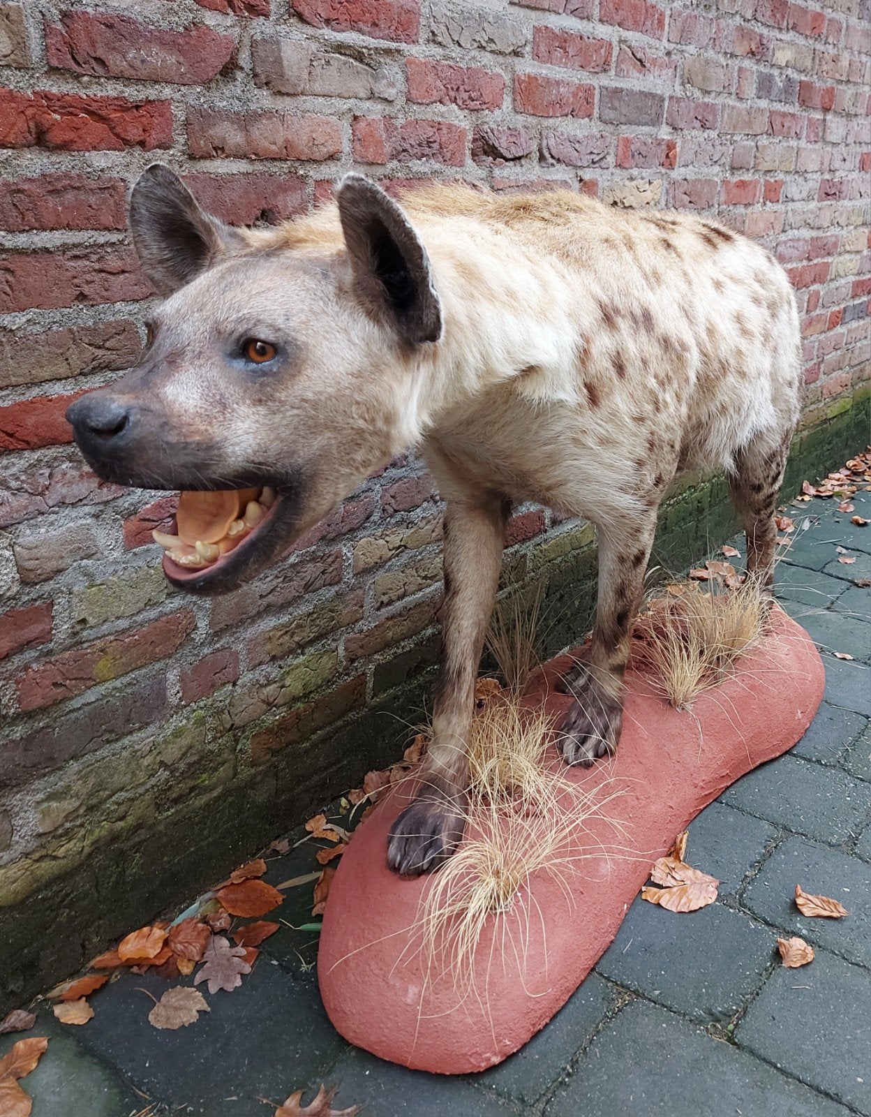 opgezette hyena taxidermie afrika schedel gewei curiosa hert, Ophalen, Wild dier, Opgezet dier