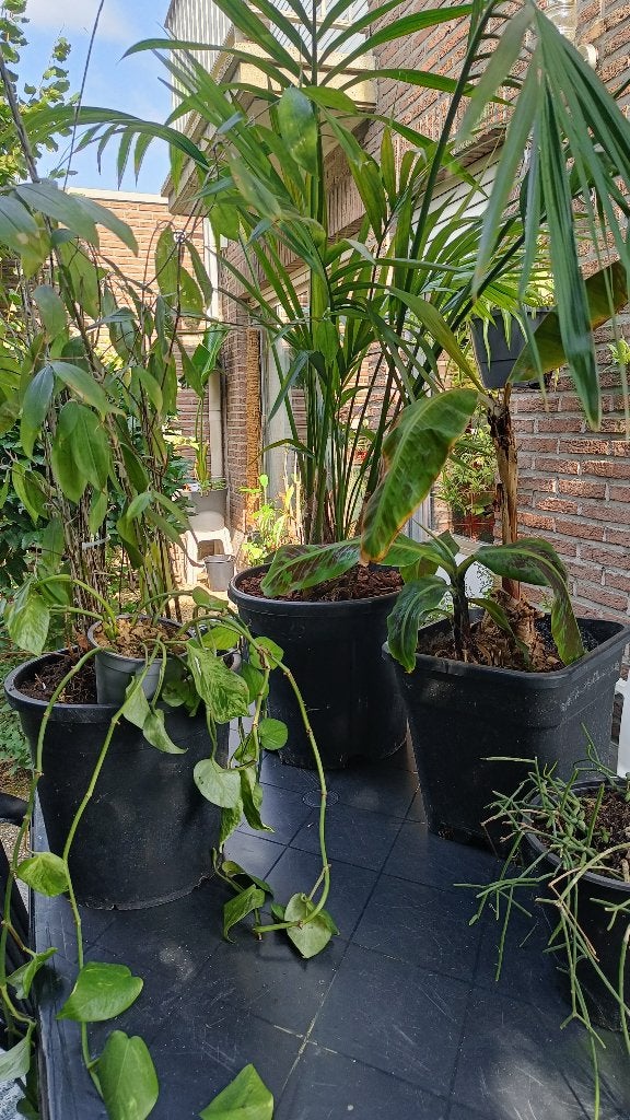Set groene kamerplanten, Ophalen, 100 tot 150 cm, Palm, Halfschaduw