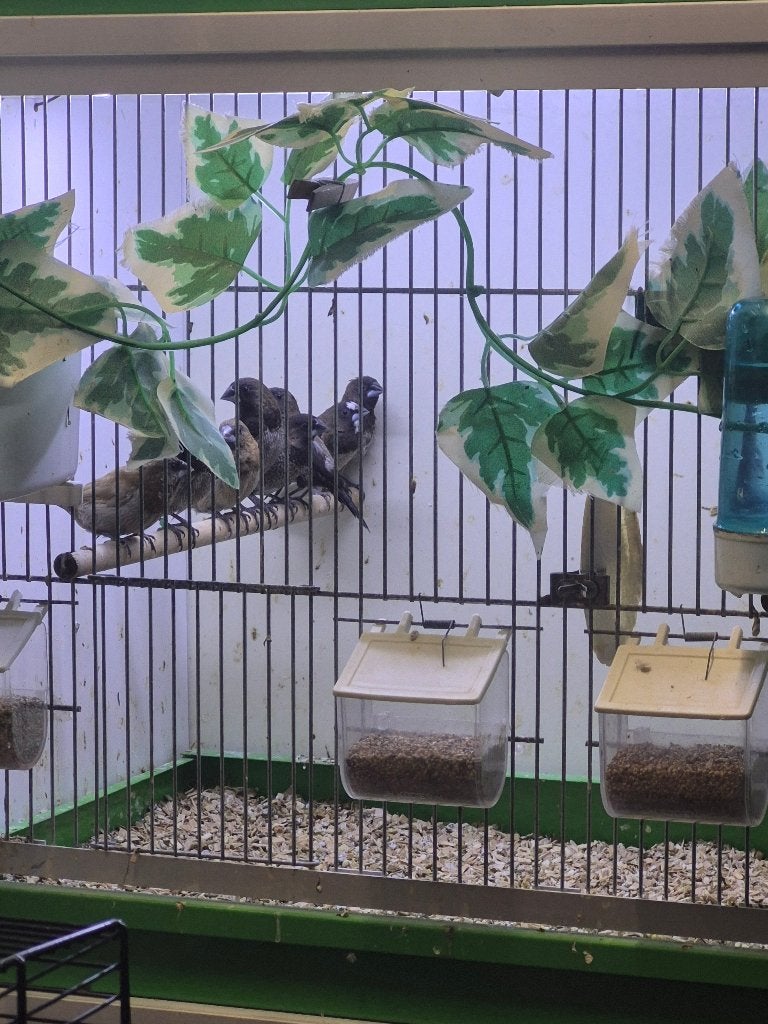 Vogels, Sexe inconnu
