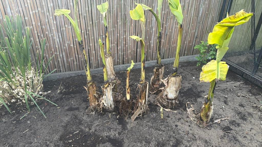 Bananenplanten, Ophalen, Overige soorten, Volle zon, 100 tot 250 cm