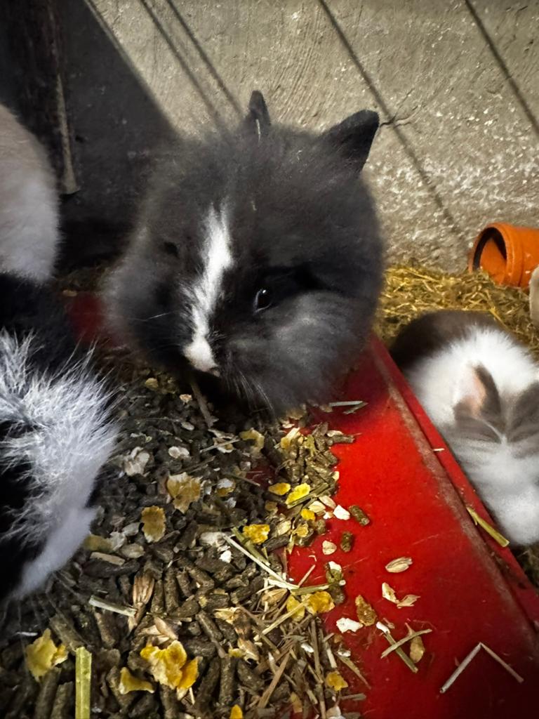 Dwergkonijntjes, Dieren en Toebehoren, Knaagdieren en Konijnen | Toebehoren, Ophalen