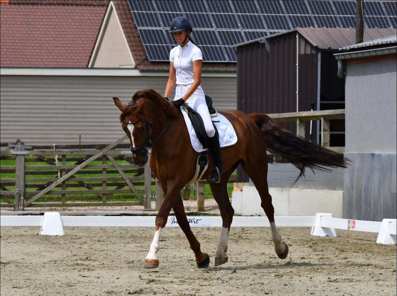 Cheval de loisir (plus de 6 ans) à vendre, Animaux & Accessoires, Chevaux, Hongre, M, Vermifugé