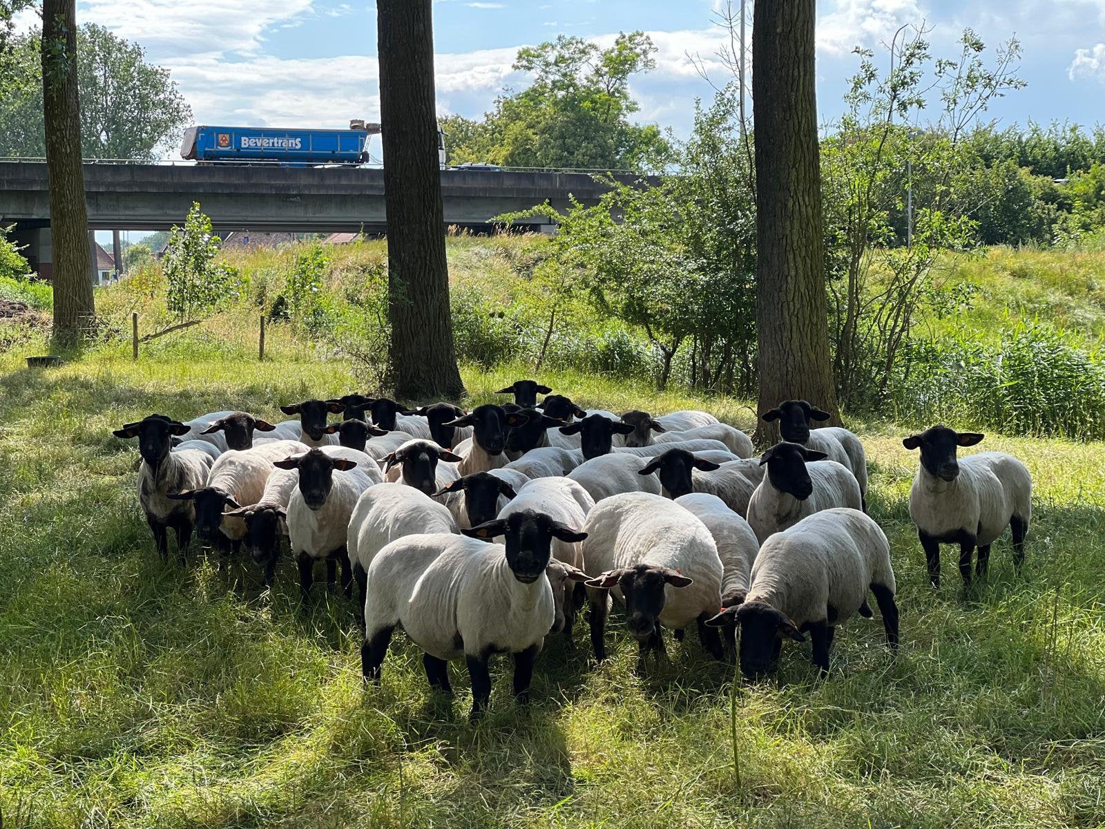 Gezocht: Zwartkop dekram, Suffolk, Dieren en Toebehoren, Mannelijk, Schaap