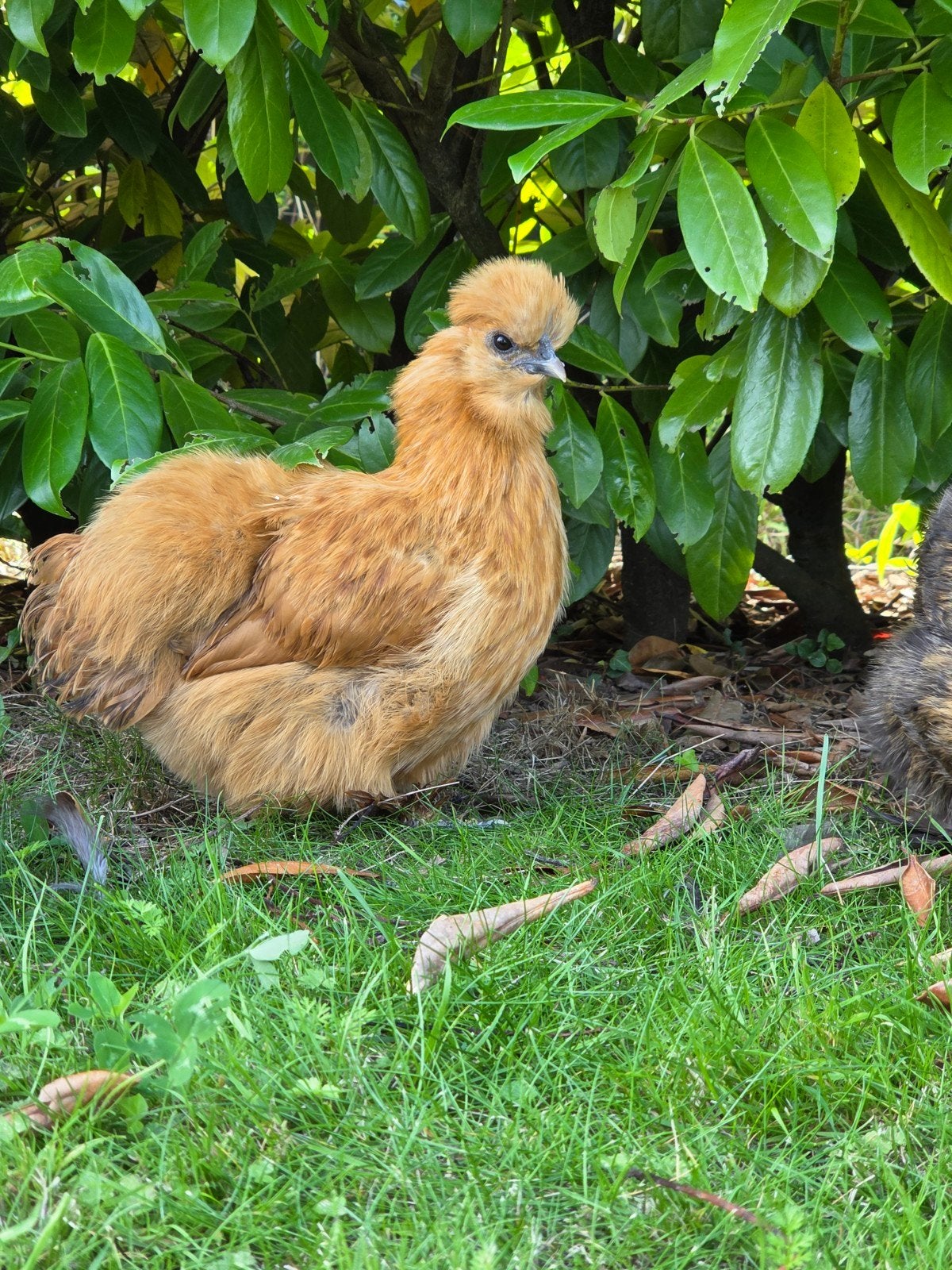 zijdehoen hennen, Dieren en Toebehoren