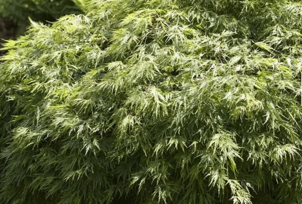 Gereserveerd - Acer palmatum Dissectum - lees info aub!, Enlèvement, Arbuste
