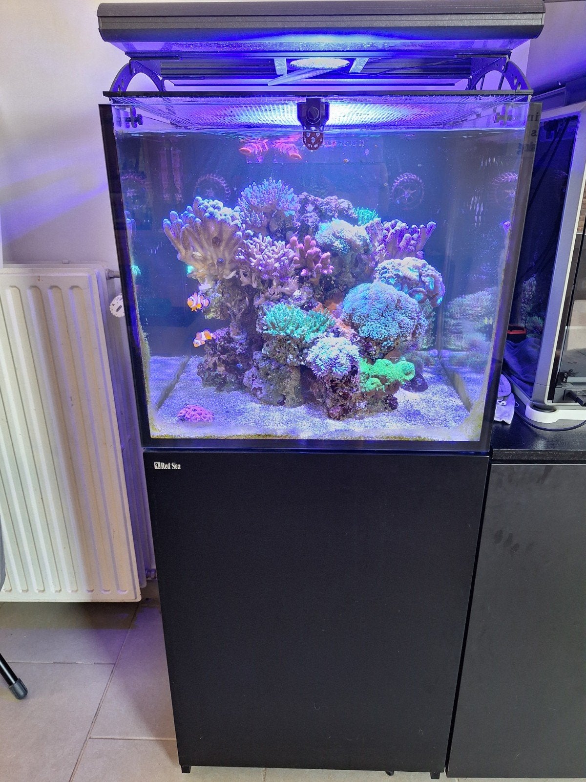 red sea 200 liter, Dieren en Toebehoren, Vissen | Aquaria en Toebehoren, Red Sea, Gevuld zeewateraquarium, Zo goed als nieuw, Ophalen