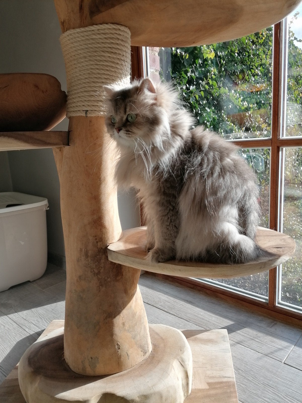 Brits langhaar, Dieren en Toebehoren, Poes
