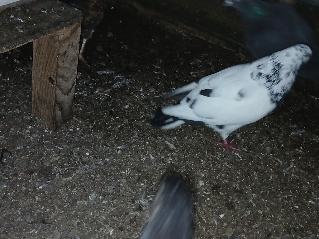Bonte doffer zwart wit, Dieren en Toebehoren, Vogels | Duiven, Mannelijk