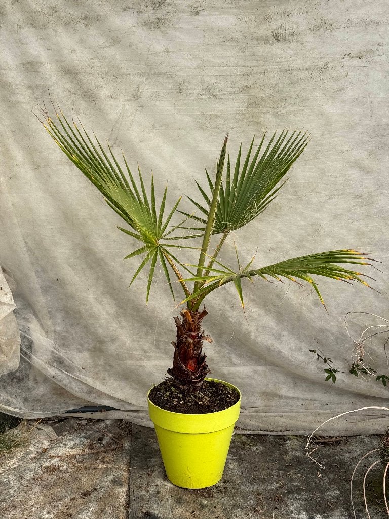 Washingtonia Filifera, Tuin en Terras, Volle zon, Vaste plant, Bloeit niet, Ophalen