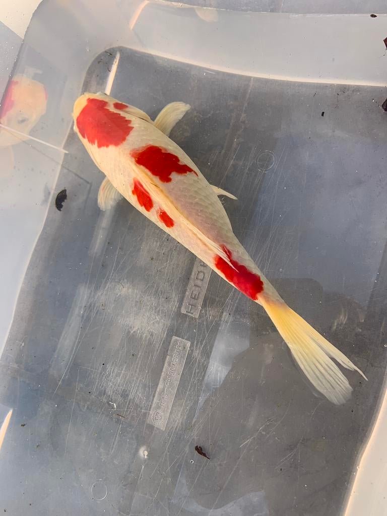 goudvis  25 cm
