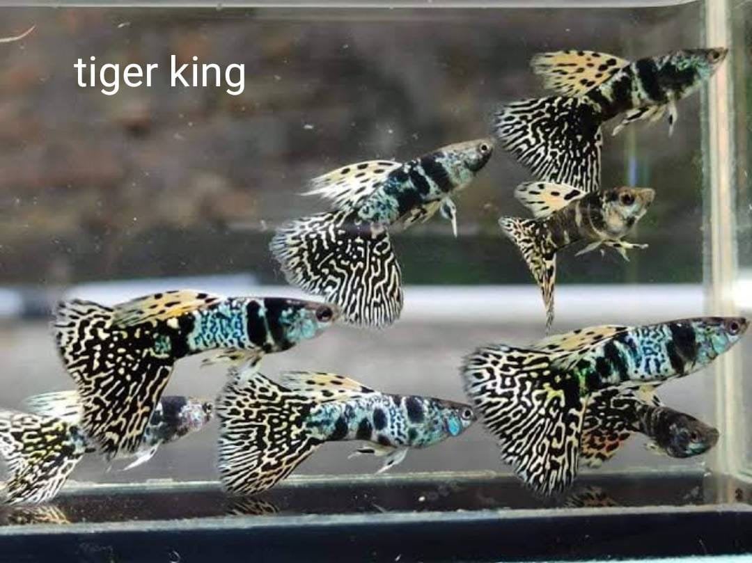 Blue Tiger King Cobra guppen verzenden mogelijk, Dieren en Toebehoren, Vis, Zoetwatervis, Schoolvis
