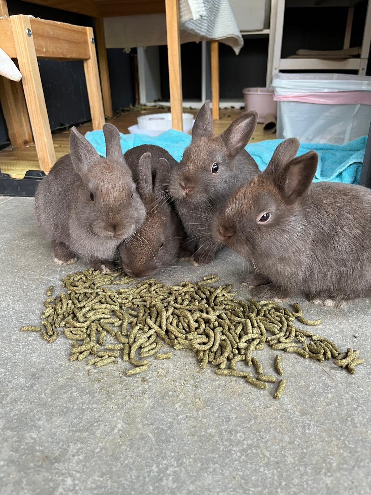 Dwergkonijntjes, Meerdere dieren, Dwerg, 0 tot 2 jaar