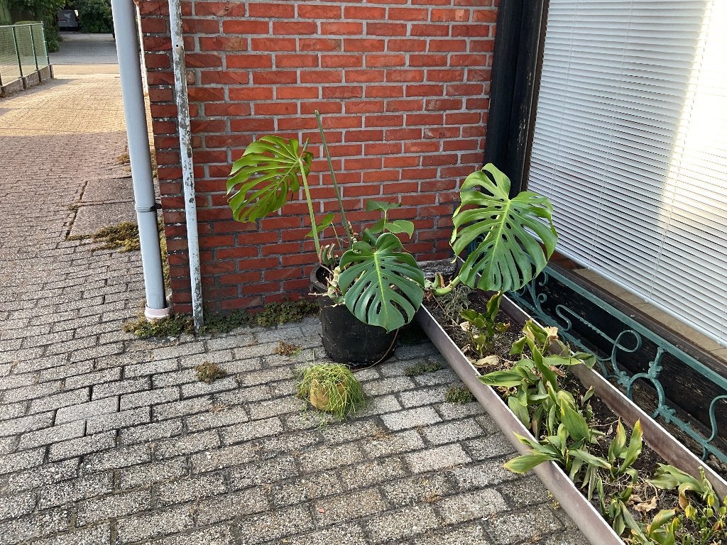 Kamerplant, Diversen, Ophalen