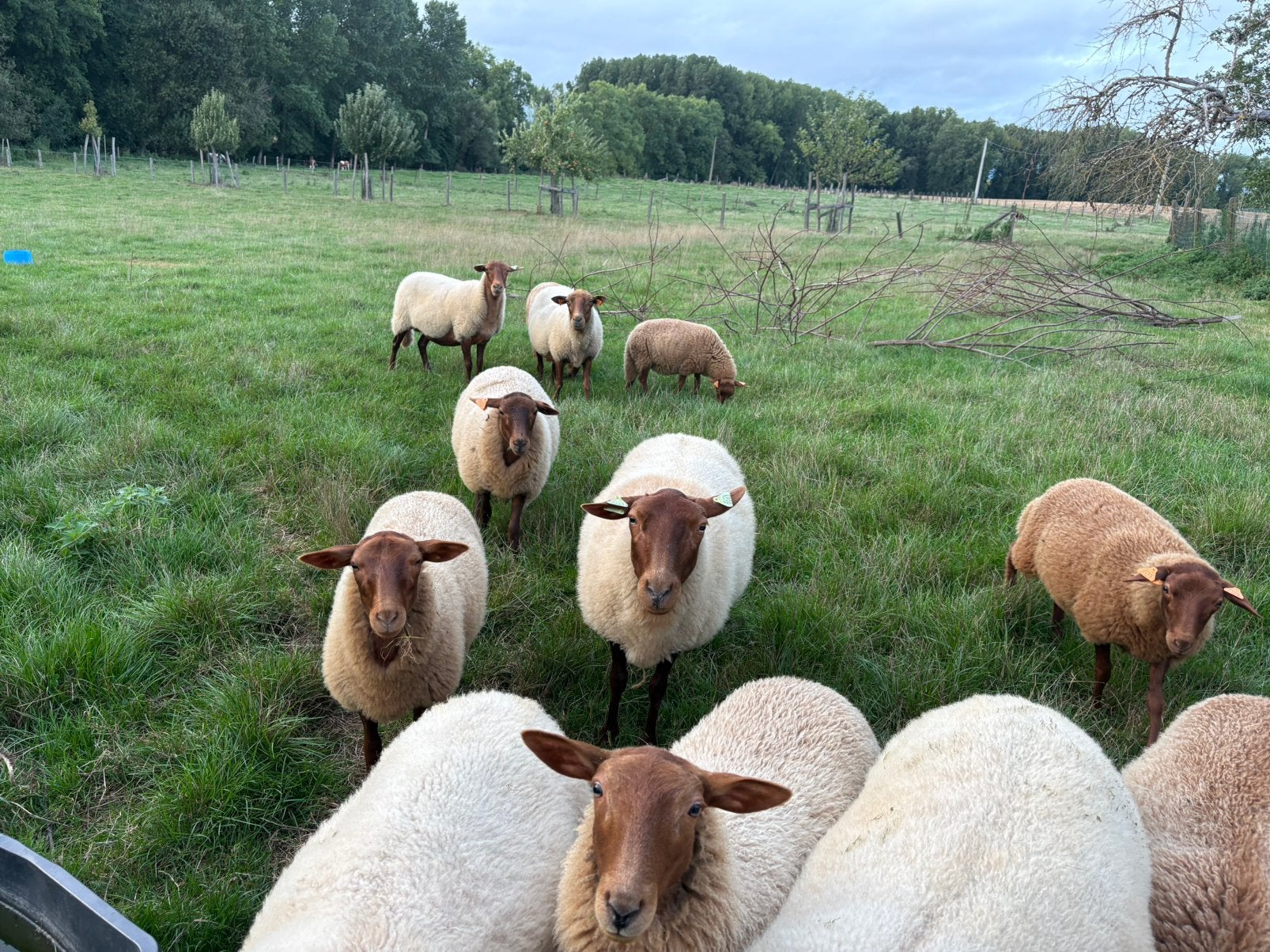 Ardense voskop ooien met stamboek, Dieren en Toebehoren, Vrouwelijk, Schaap, 0 tot 2 jaar