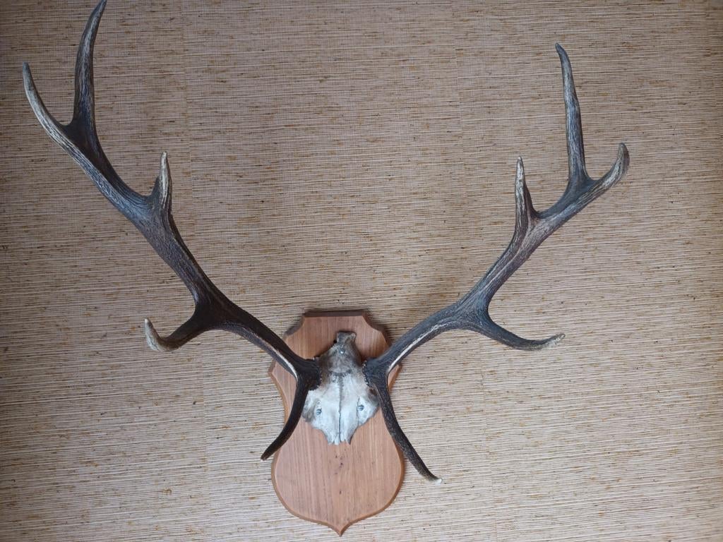 Trophée de cerf., Enlèvement, Cerf